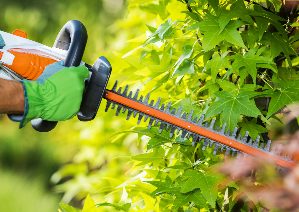 Taille de haie avec nos équipements professionnels